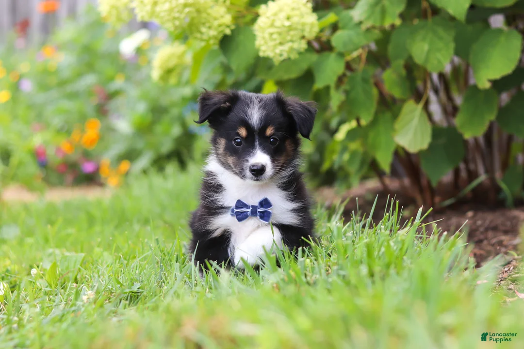 Toy Australian Shepherd dogs for sale: Logan - Ad 1