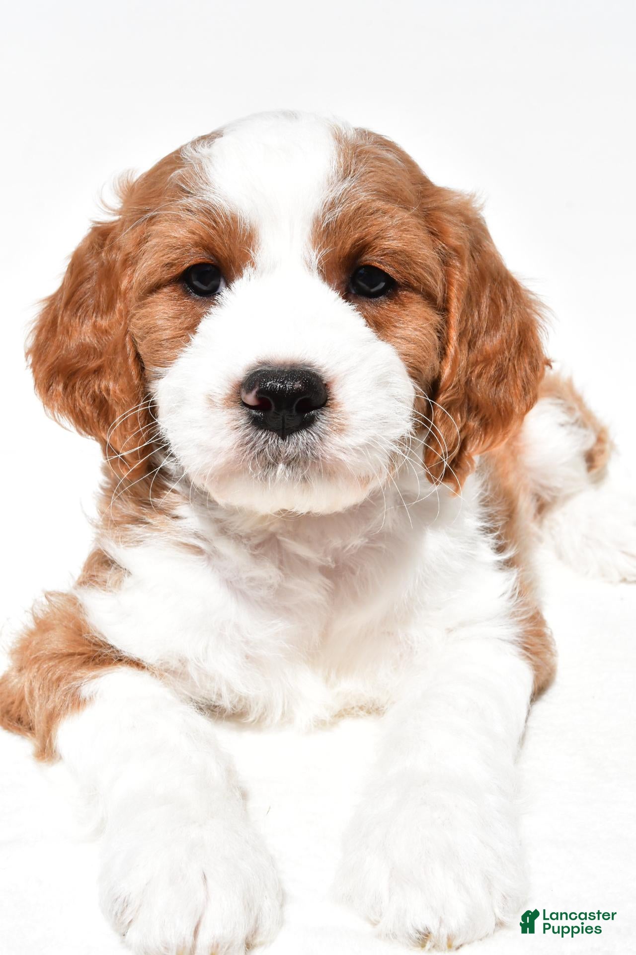 Mini Goldendoodle dogs Heidi - Ad 2