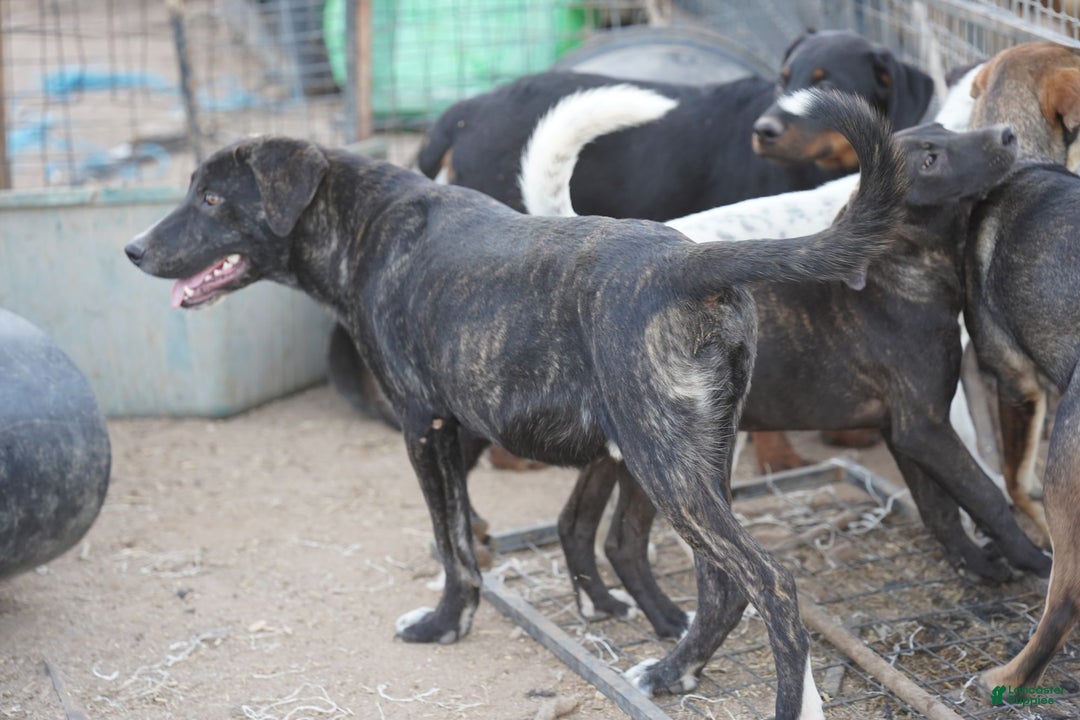 Mixed Breed dogs for sale: Bear Tiscar Farm Dog - Ad 19