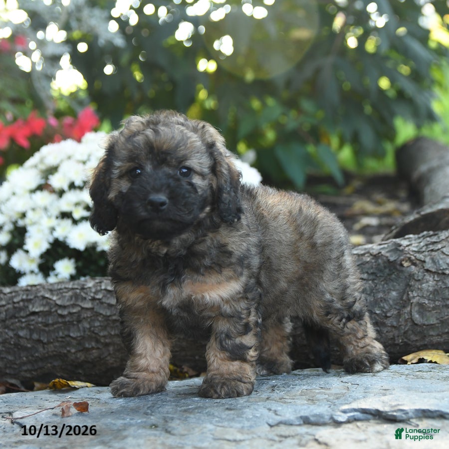 Cavapoo dogs Major Fluffula - Ad 2