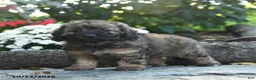 Cavapoo dogs for sale: Major Fluffula - Ad 2