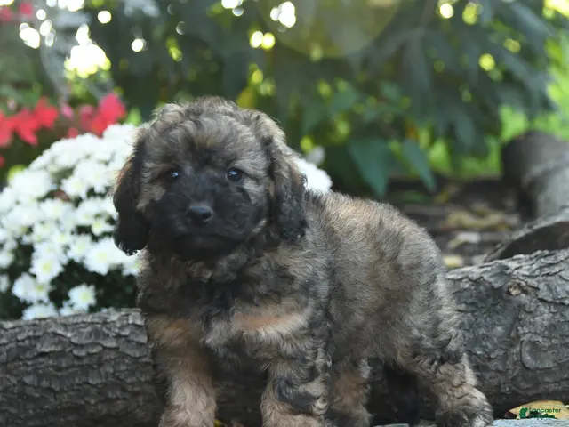 Cavapoo dogs Major Fluffula - Ad 2