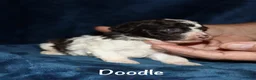 Toy Poodle dogs for sale: Doodle - Ad 2