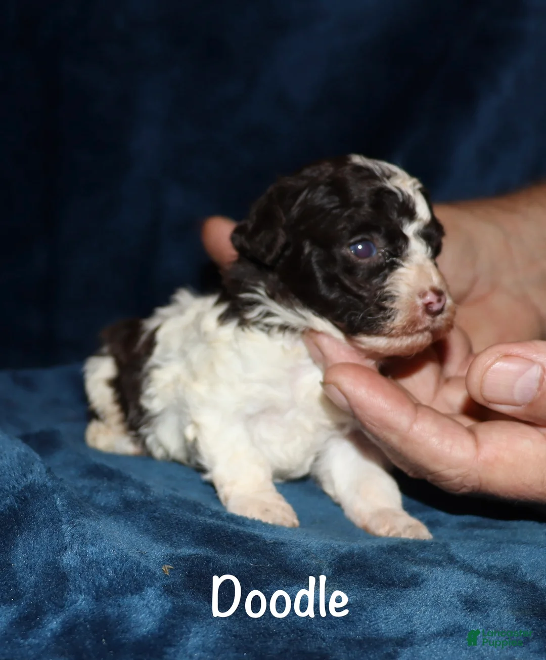Toy Poodle dogs for sale: Doodle - Ad 2