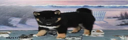 Shiba Inu dogs for sale: Ryan - Ad 3