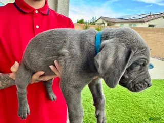 Mixed Breed dogs Mixed Breed Puppy 2 (teal) - Ad 26