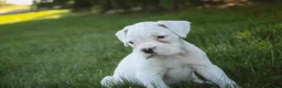 Boxer dogs for sale: Daisy - Ad 7