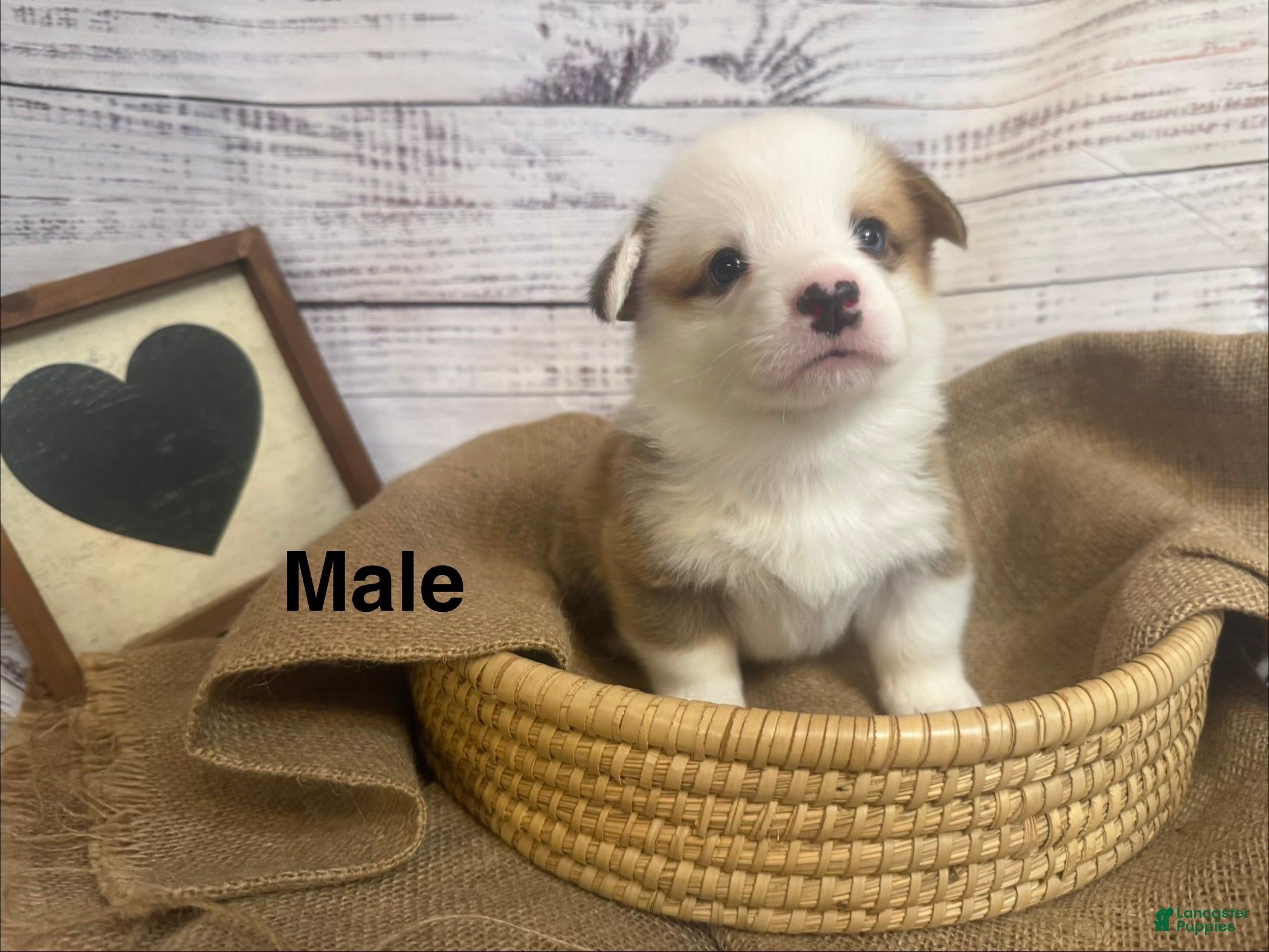 Welsh Corgi Pembroke dogs Welsh Corgi Pembroke 5 - Ad 1