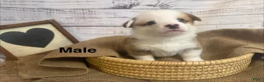 Welsh Corgi Pembroke 5