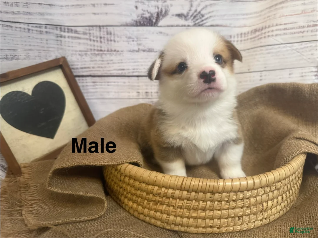 Welsh Corgi Pembroke dogs for sale: Welsh Corgi Pembroke 5 - Ad 1