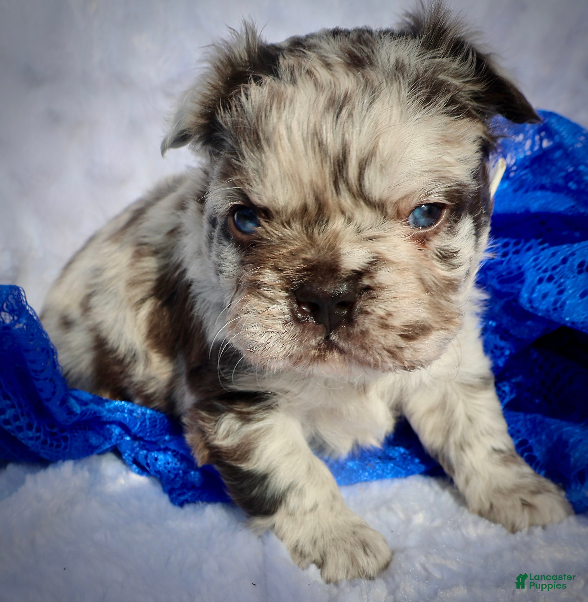 French Bulldog dogs Billy - Ad 38