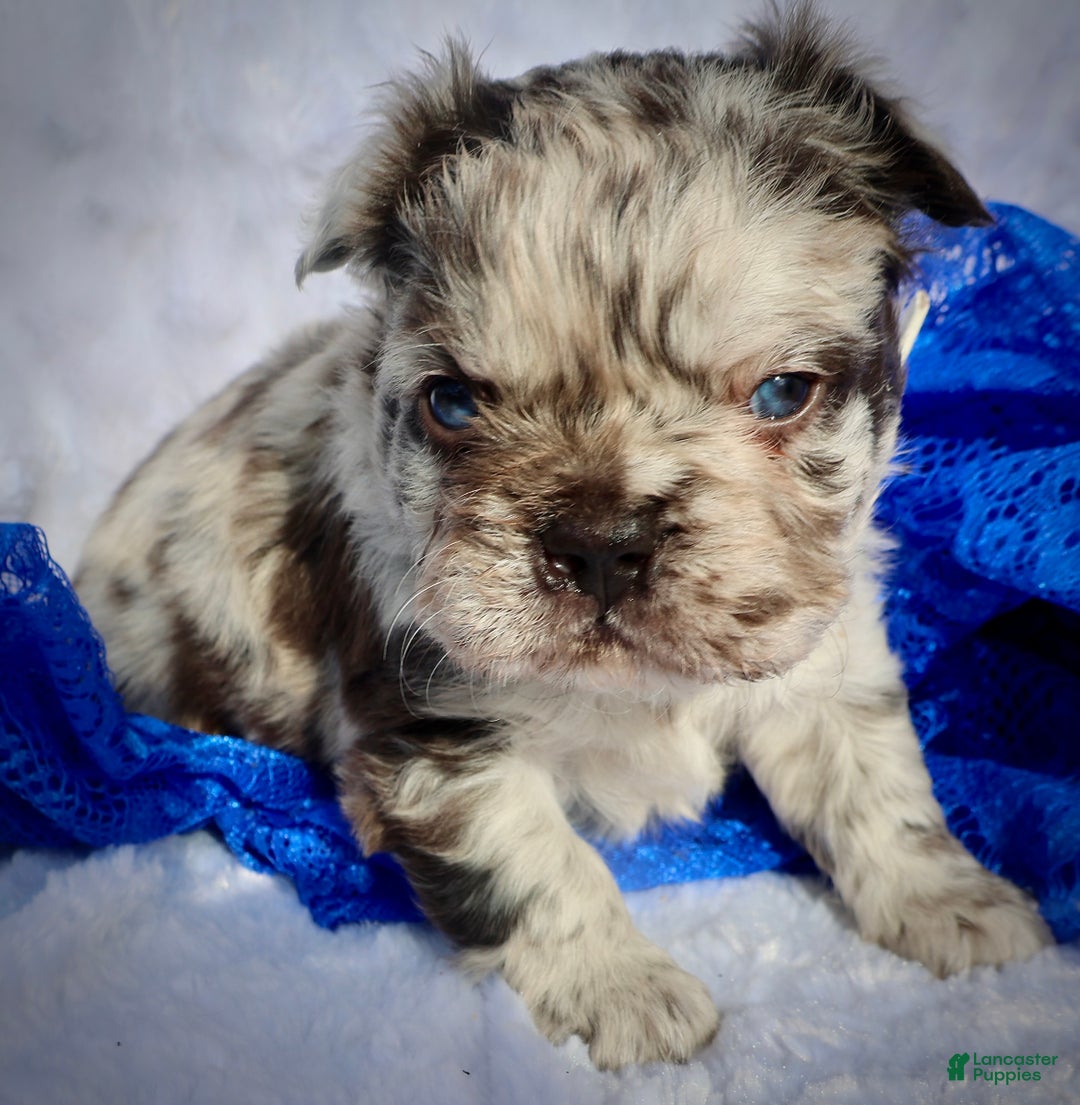 French Bulldog dogs for sale: Billy - Ad 1