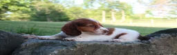 Miniature Dachshund dogs for sale: Amy - Ad 2