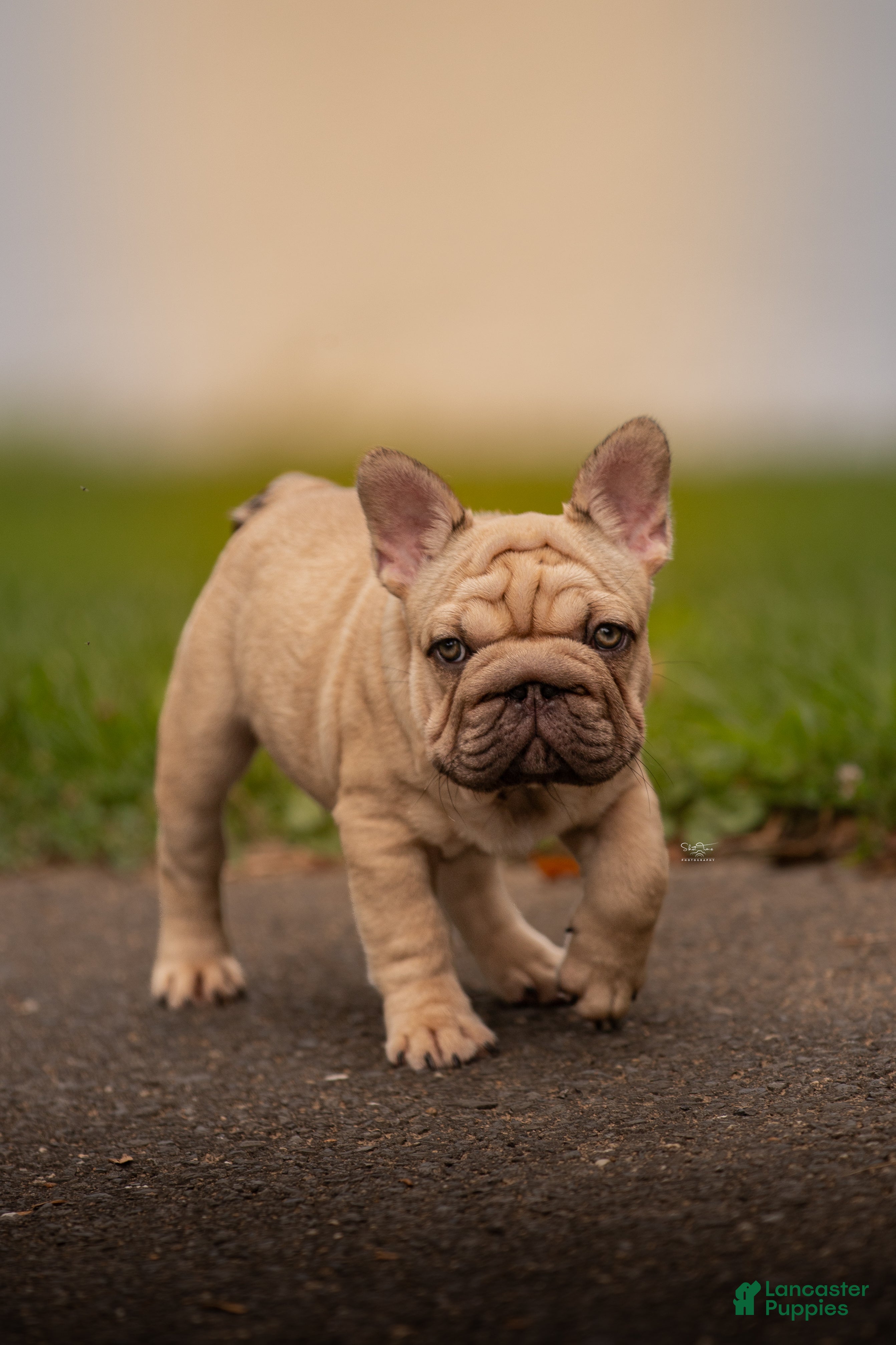 French Bulldog dogs Porkchop  - Ad 1