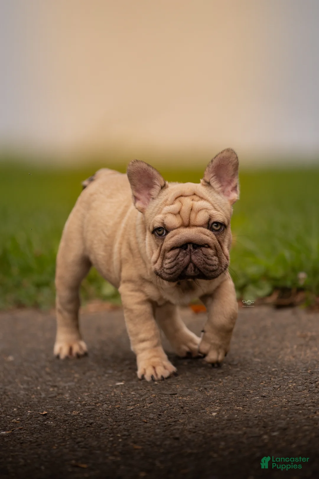 French Bulldog dogs for sale: Porkchop  - Ad 1