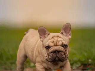 French Bulldog dogs Porkchop - Ad 15
