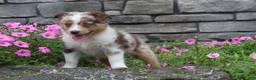 Australian Shepherd dogs for sale: Australian Shepherd 8 - Ad 6