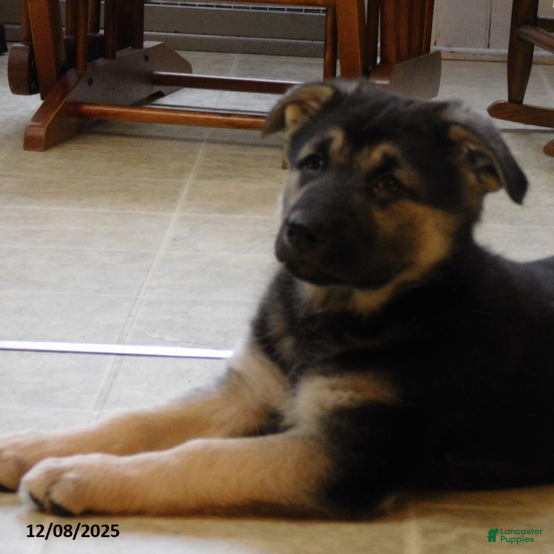 German Shepherd dogs for sale: Tessie - Ad 2