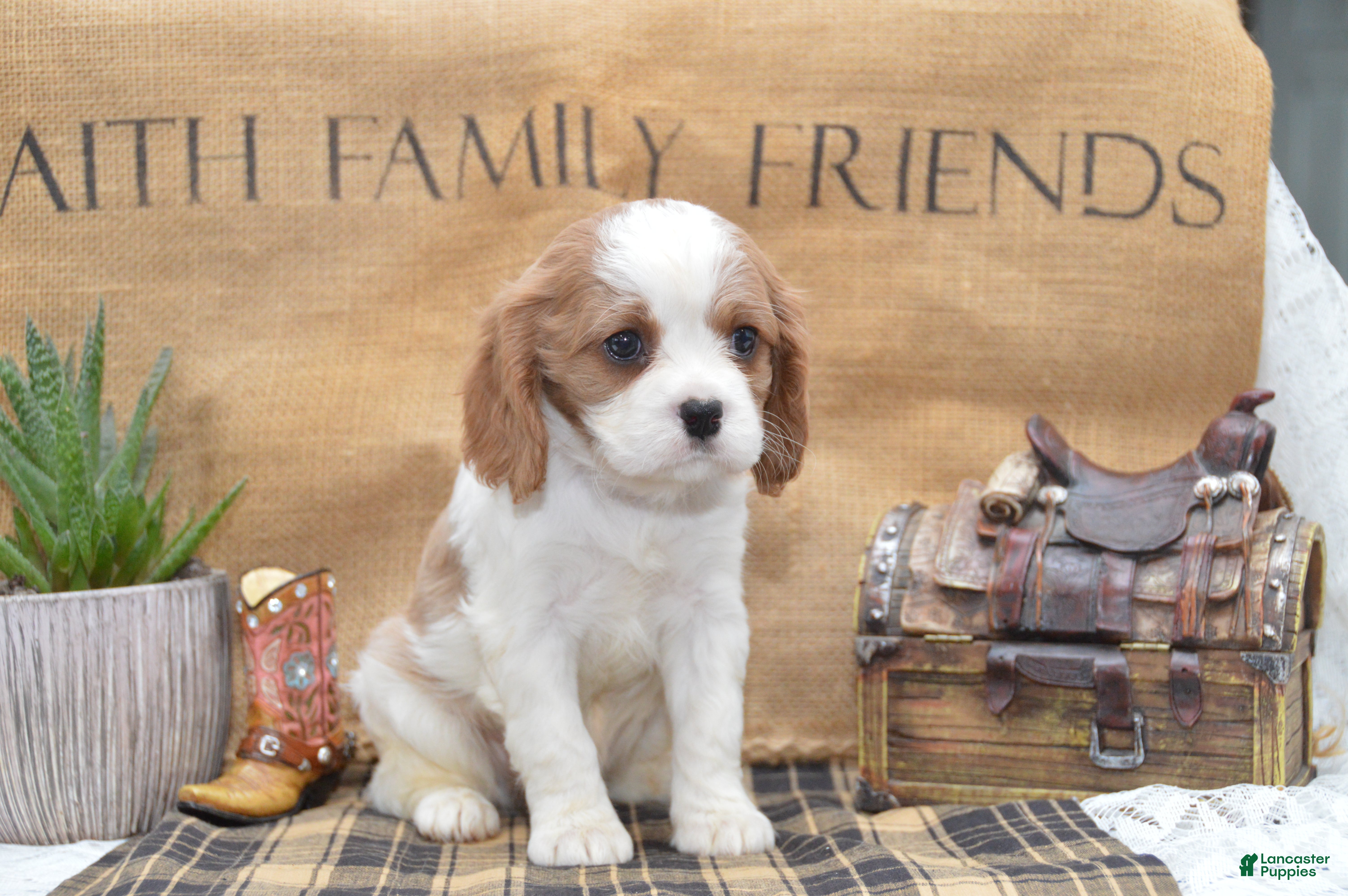 Cavalier King Charles Spaniel dogs Colton - Ad 2