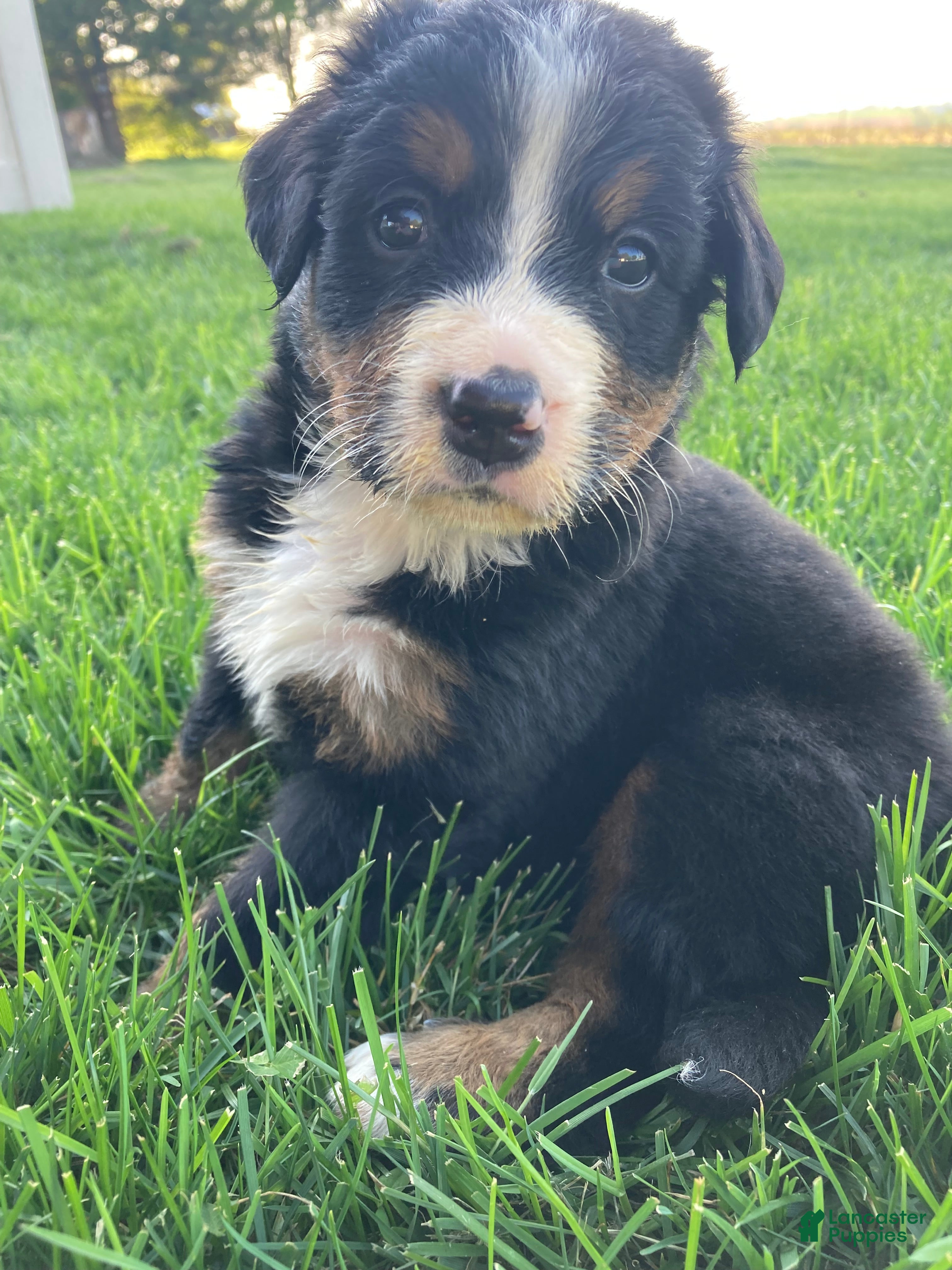 Bernese Mountain Dog dogs Ginger - Ad 1