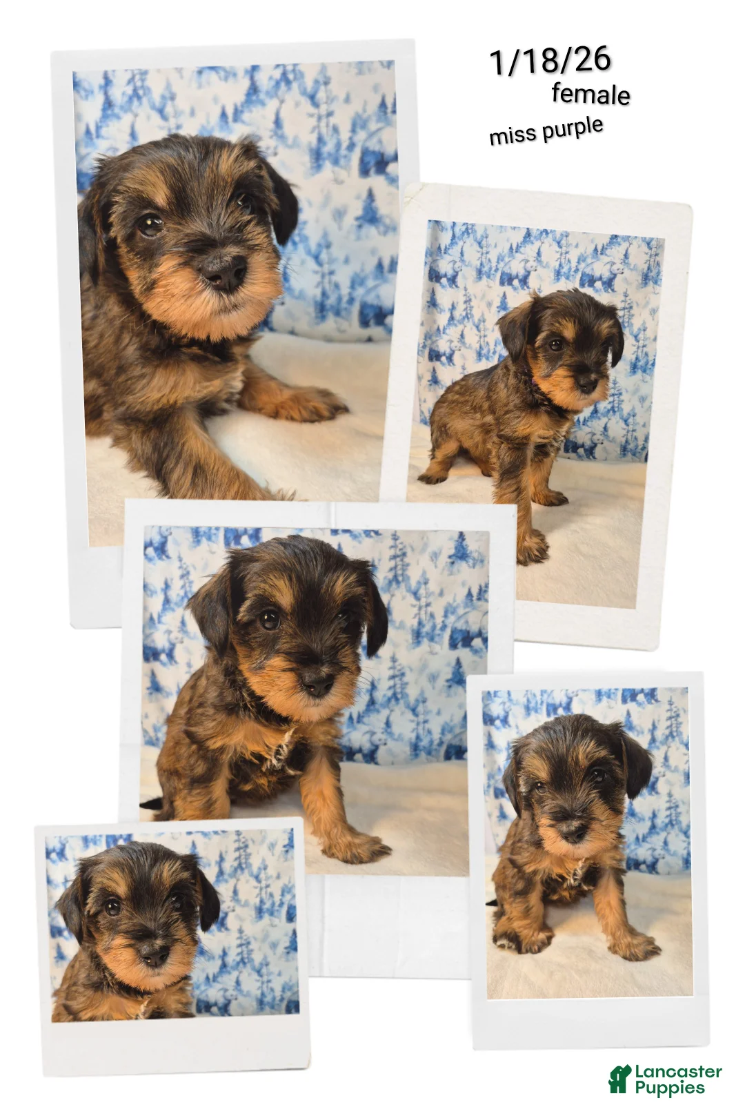 Mixed Breed dogs for sale: Mixed Breed Puppy 6 - Ad 3
