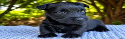 Scottish Terrier dogs for sale: Lachlan-AKC-HealthTestedParents - Ad 8
