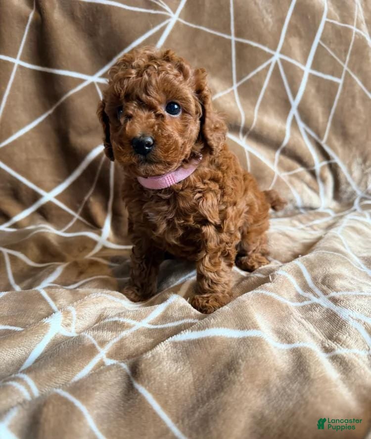 Cavapoo dogs Lora - Ad 2