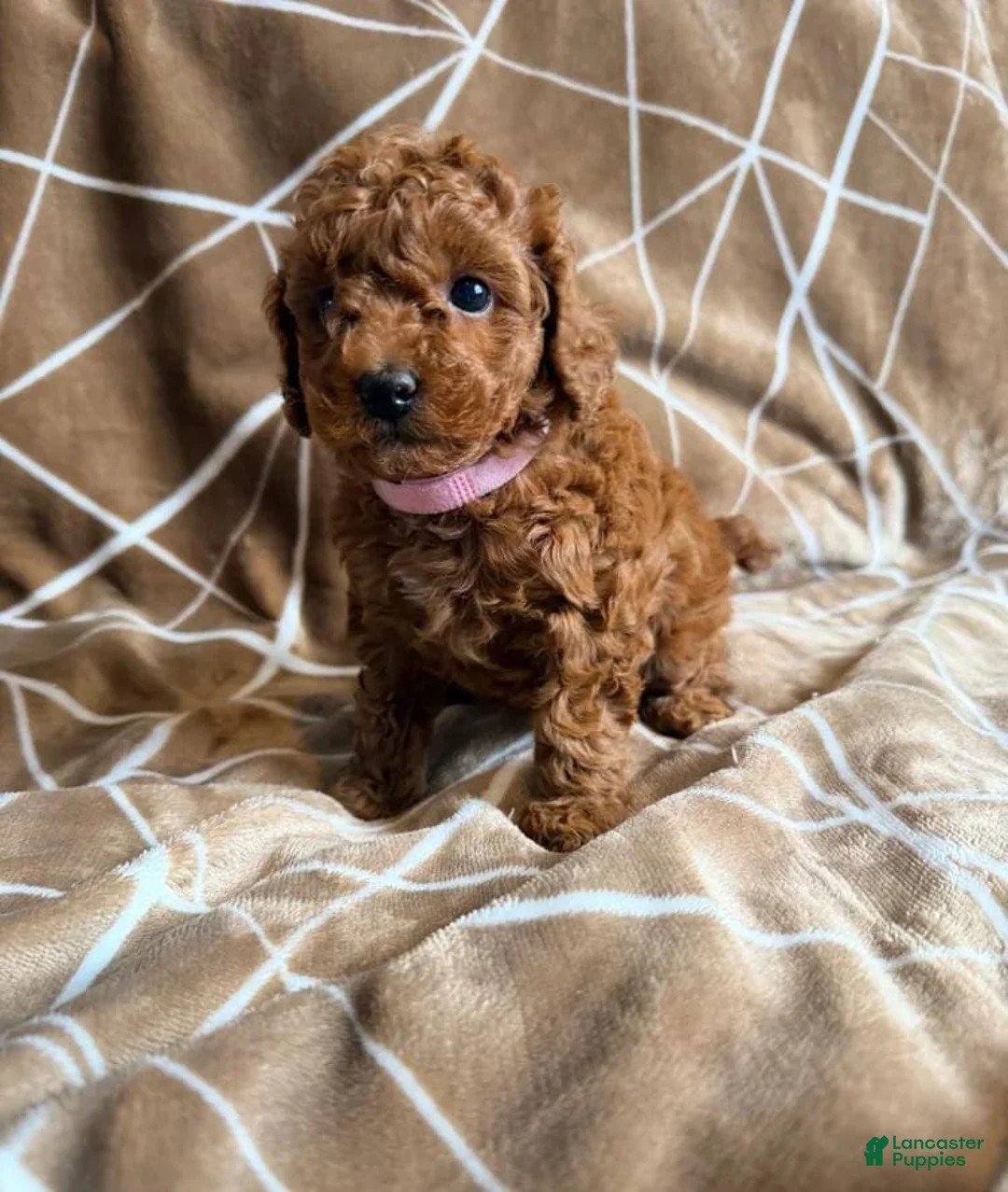 Cavapoo dogs for sale: Lora - Ad 1