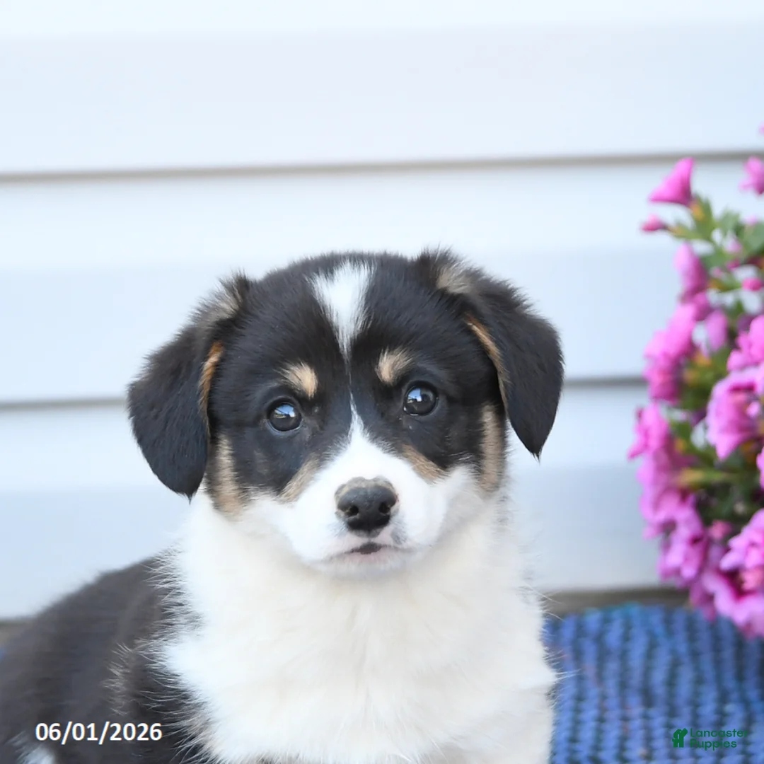 Welsh Corgi Pembroke dogs for sale: Crystal - Ad 5