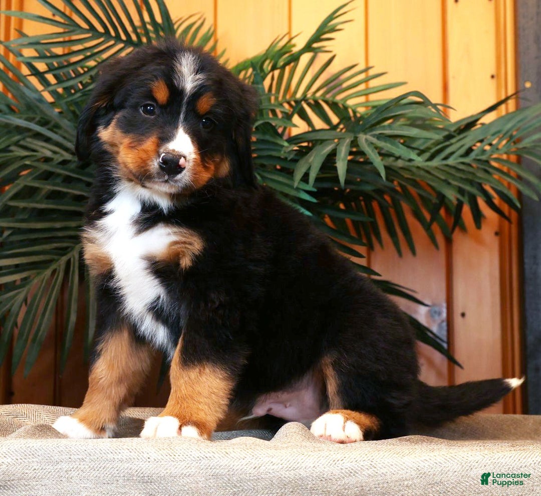Bernese Mountain Dog dogs for sale: Josh - Ad 3