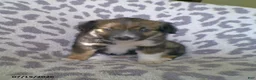 Miniature Australian Shepherd dogs for sale: Lily - Ad 3
