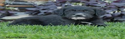 Mixed Breed dogs for sale: Chief - Ad 3