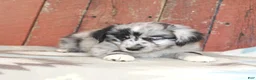 Miniature Australian Shepherd dogs for sale: Miniature Australian Shepherd 8 - Ad 2