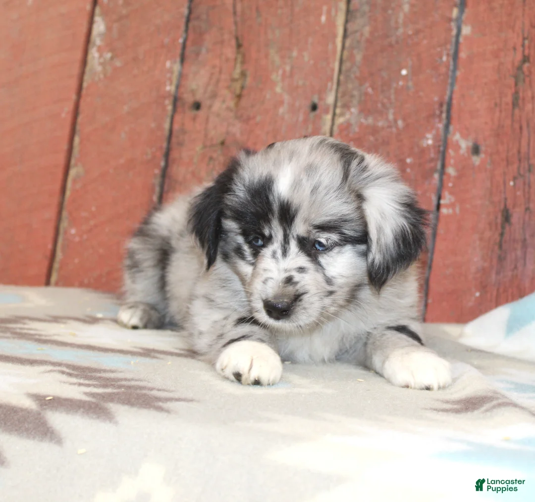 Miniature Australian Shepherd dogs for sale: Miniature Australian Shepherd 8 - Ad 2