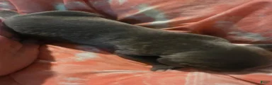 Gray Male Brindle 6