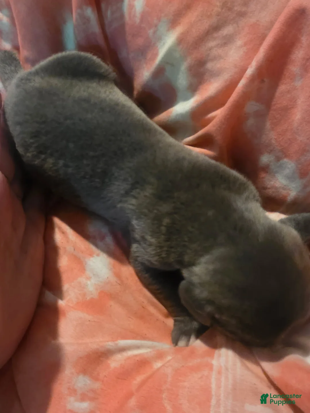 Cane Corso dogs for sale: Gray Male Brindle 6 - Ad 1
