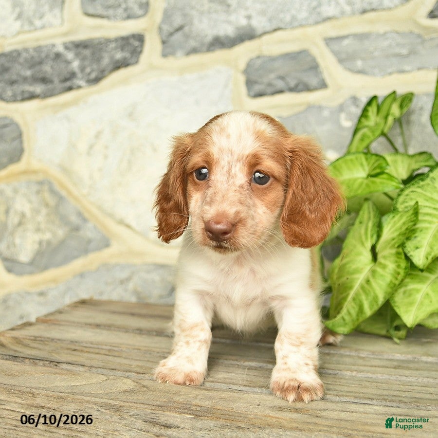 Miniature Dachshund dogs Juno  - Ad 2