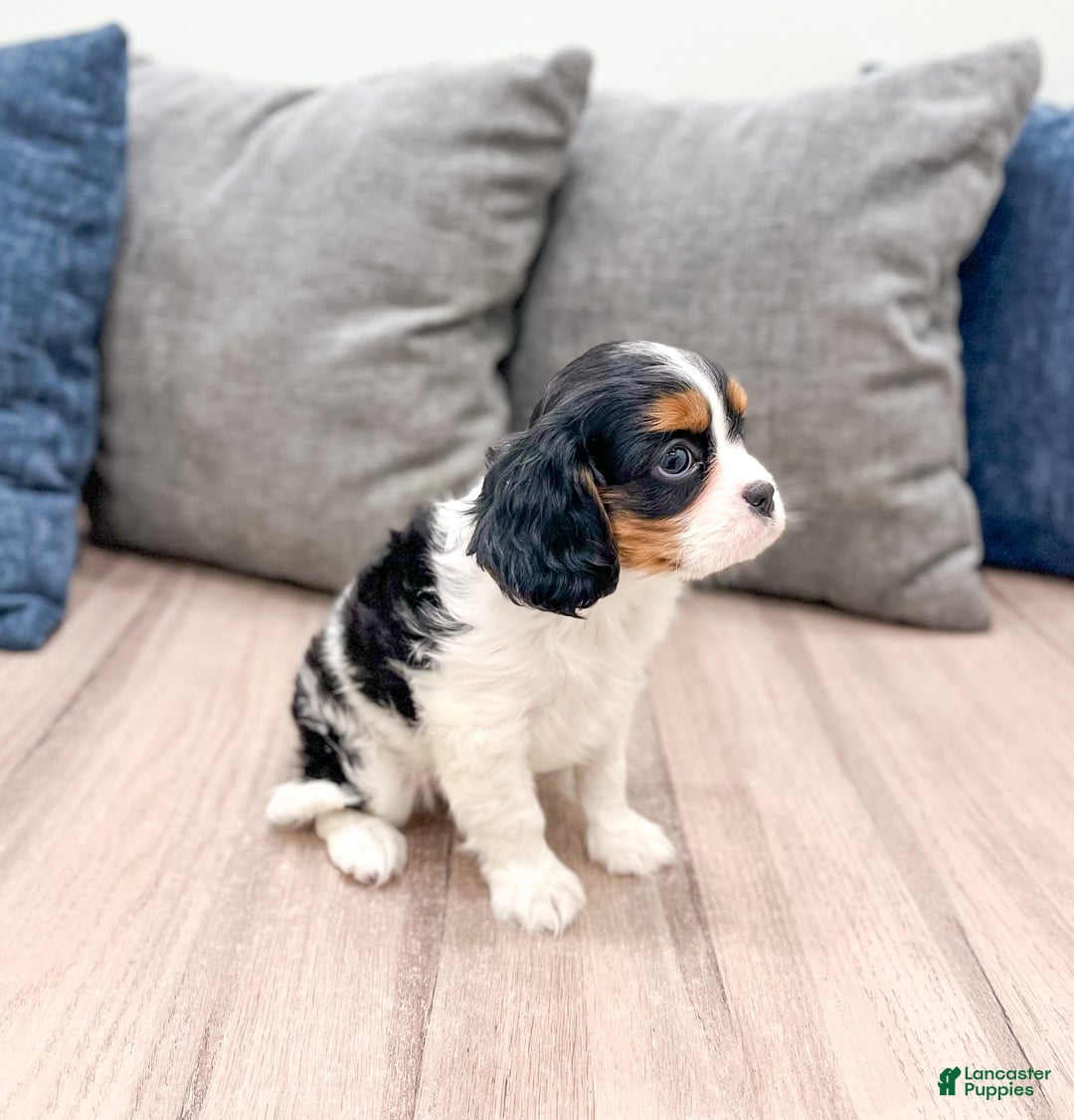 Cavalier King Charles Spaniel dogs for sale: Chloe - Ad 4