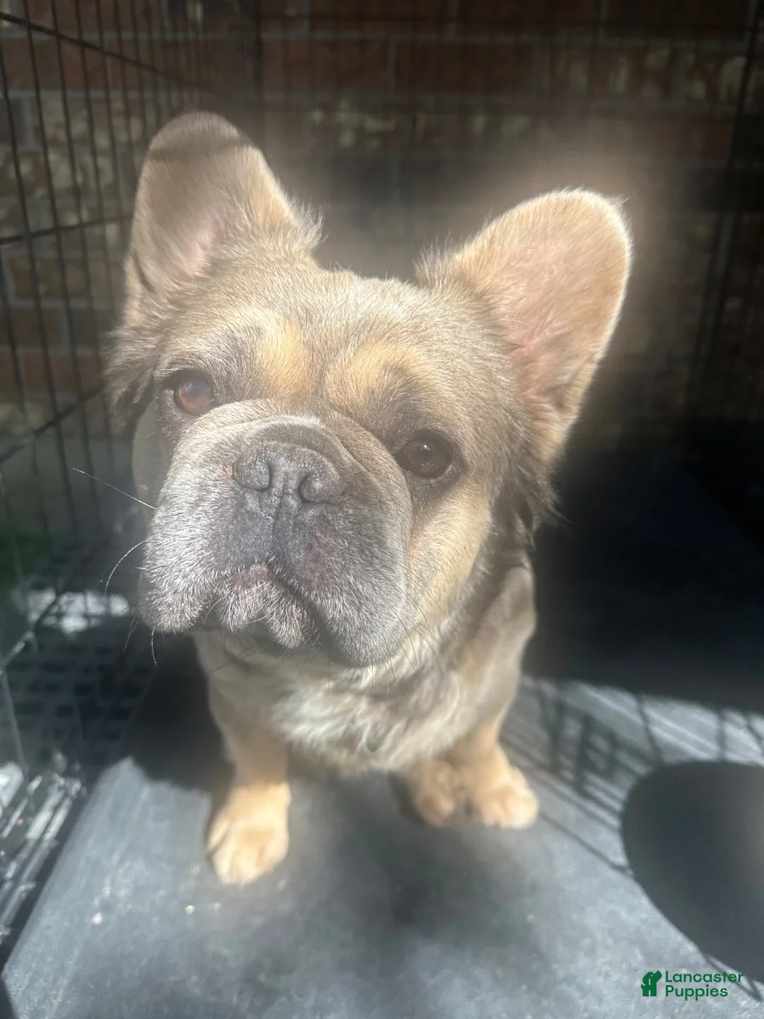 French Bulldog dogs for stud: Fluffy Frenchie   - Ad 2