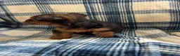 Yorkshire Terrier dogs for sale: Yorkshire -Snipper - Ad 6