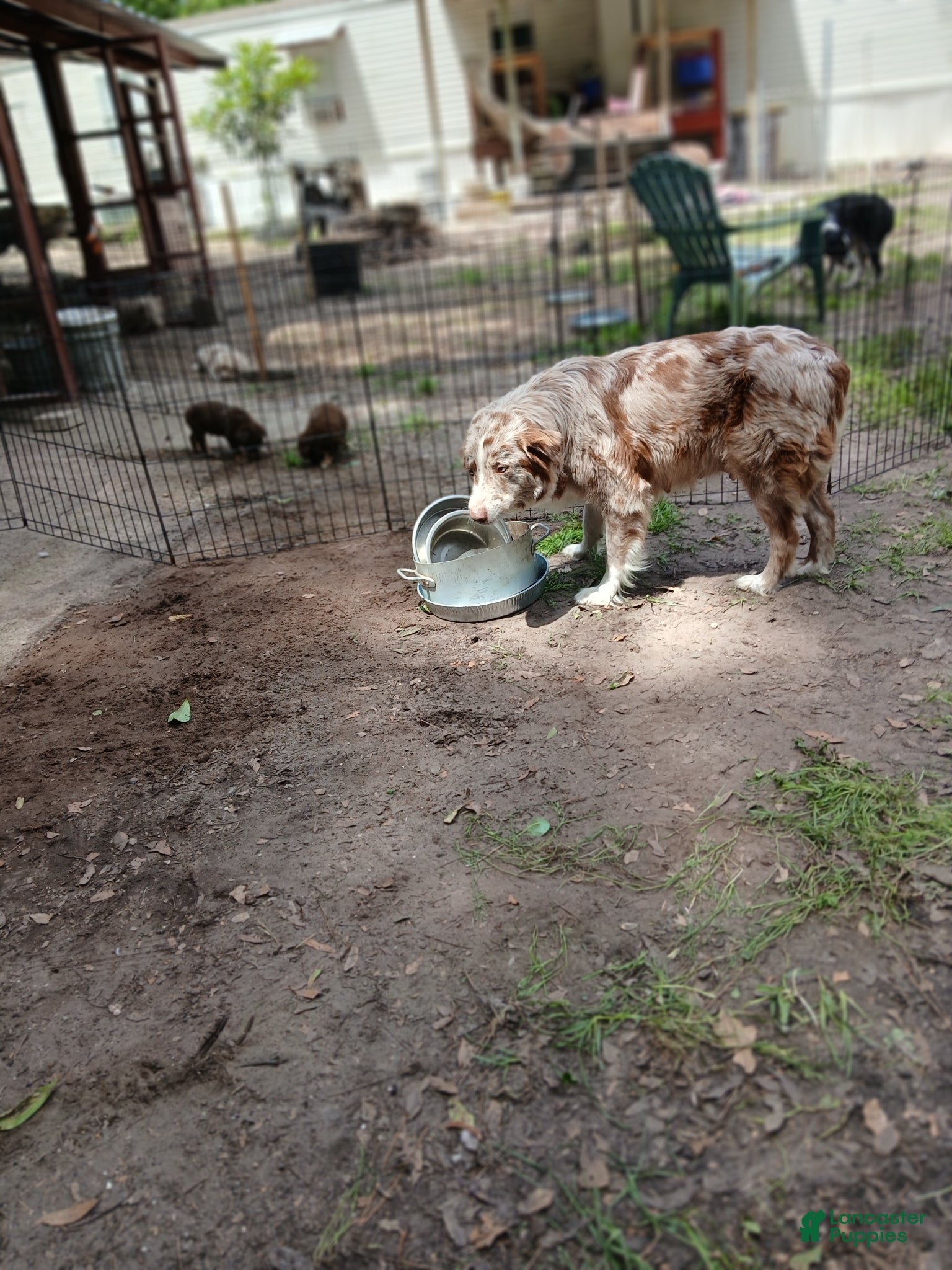 Australian Shepherd dogs for sale: Australian Shepherd Puppy 3 - Ad 2