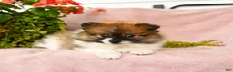 Pomeranian dogs for sale: Sebastian - Ad 4