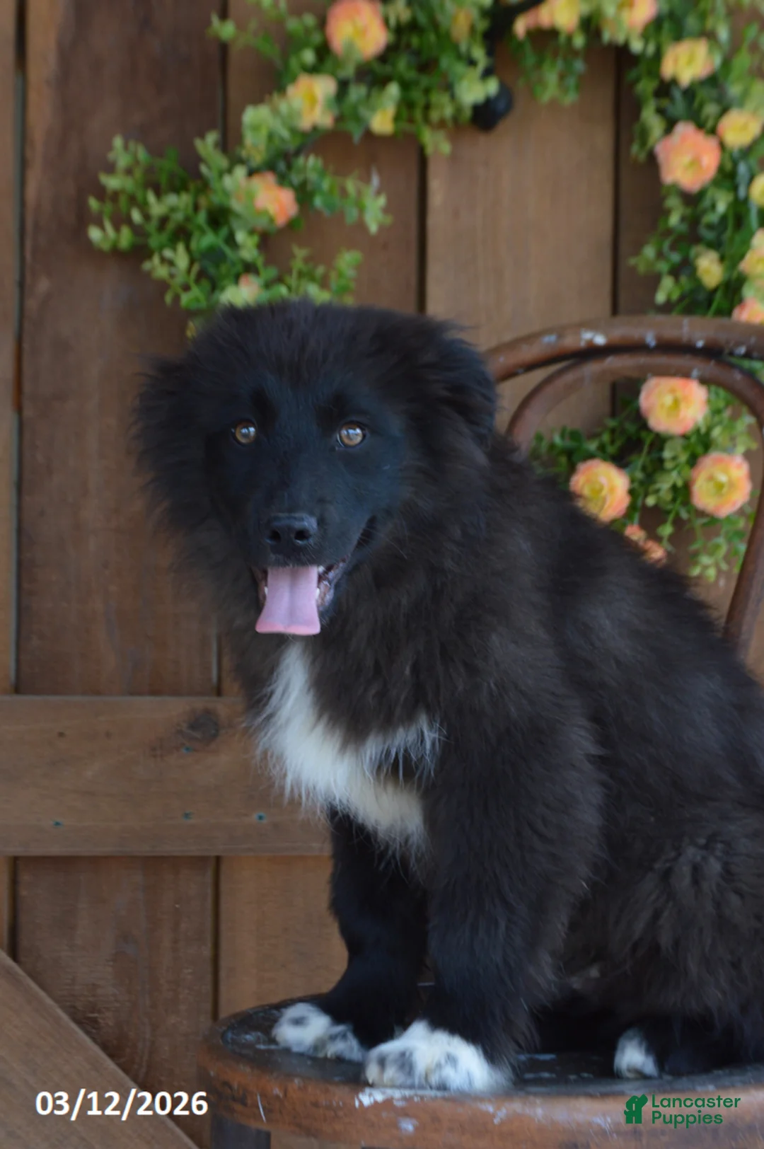 Mixed Breed dogs for sale: Ollie - Ad 2