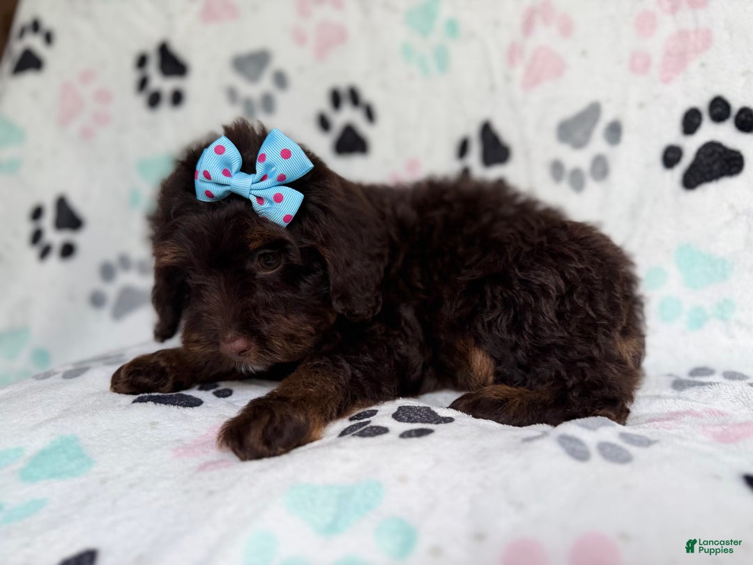 Cockapoo dogs for sale: Cocoa - Ad 6