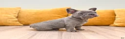 French Bulldog dogs for sale: Asher - Ad 3