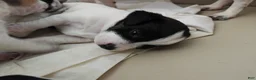 Jack Russell Terrier dogs for sale: Jack Russell Terrier 5 - Ad 3