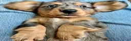 Miniature Dachshund dogs for sale: PARMESAN, PARMESAN, PARMESAN!! - Ad 6
