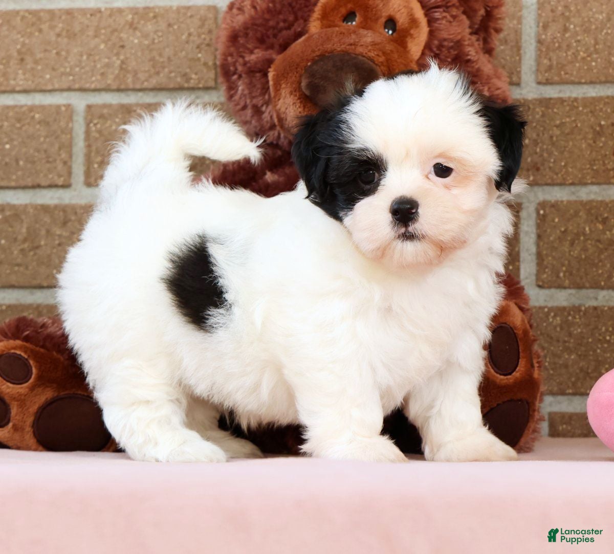Shih Tzu dogs Gracie - Ad 2