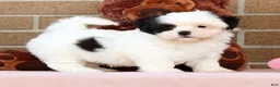 Shih Tzu dogs for sale: Gracie - Ad 2