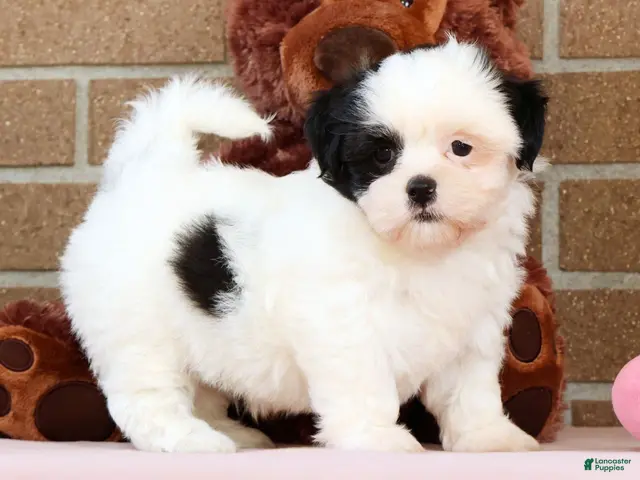 Shih Tzu dogs Gracie - Ad 1